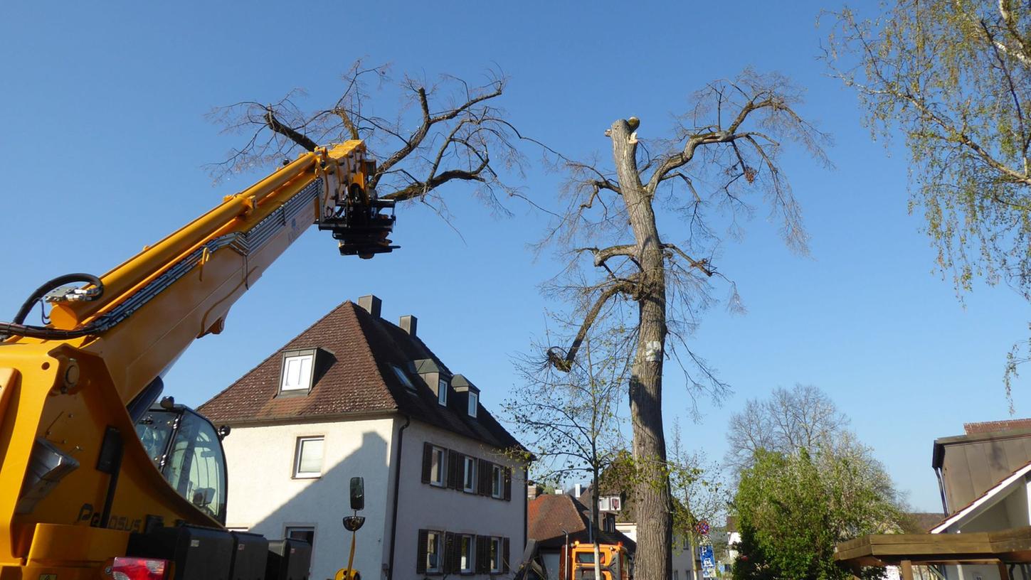 Eine Linde und ein Ahorn, beide unter Naturschutz stehend, mussten nun am Lindenanger in Forchheim gefällt werden.
Eine Linde und ein Ahorn, beide unter Naturschutz stehend, mussten nun am Lindenanger in Forchheim gefällt werden.