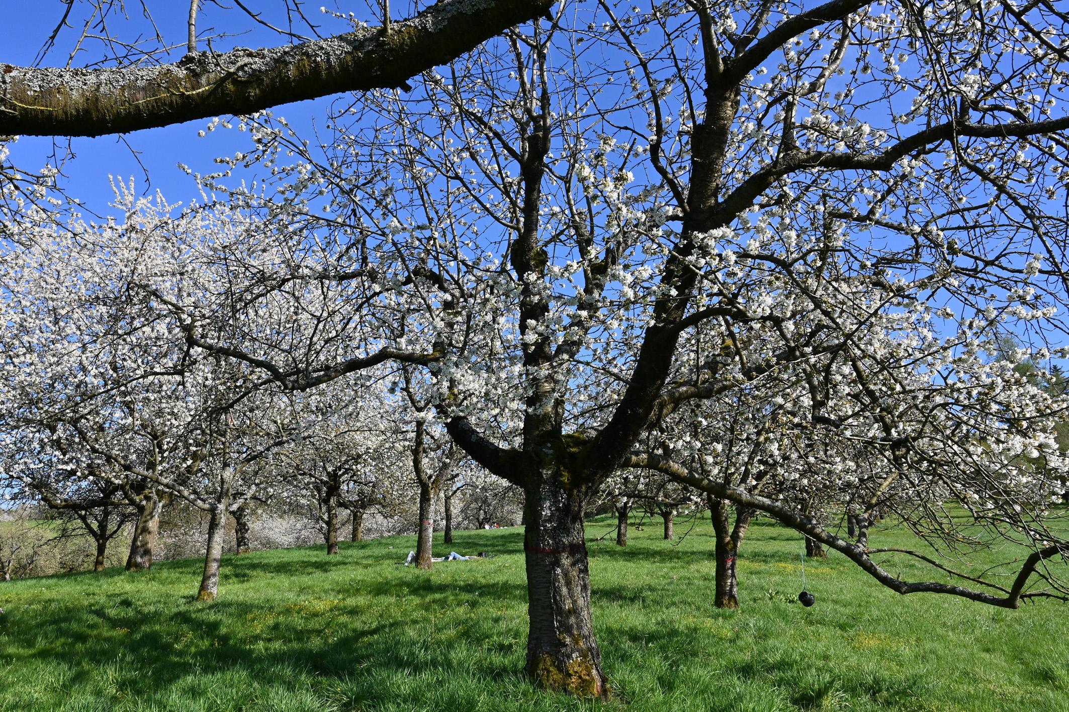 Kirschgärten Kalchreuth