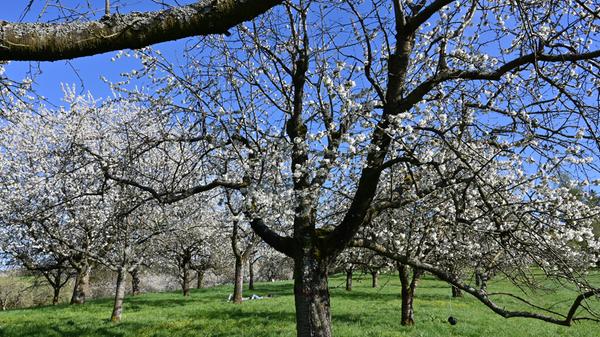 Kirschgärten Kalchreuth