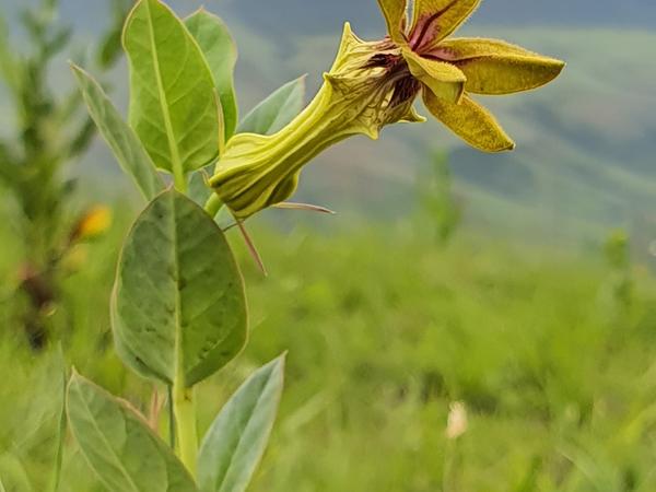 Die Ceropegia heidukiae wurde nach ihrer Entdeckerin Annemarie Heiduk benannt. Ein persönliches Highlight in ihrem Leben, wie sie im Podcast erzählt.
Die Ceropegia heidukiae wurde nach ihrer Entdeckerin Annemarie Heiduk benannt. Ein persönliches Highlight in ihrem Leben, wie sie im Podcast erzählt.