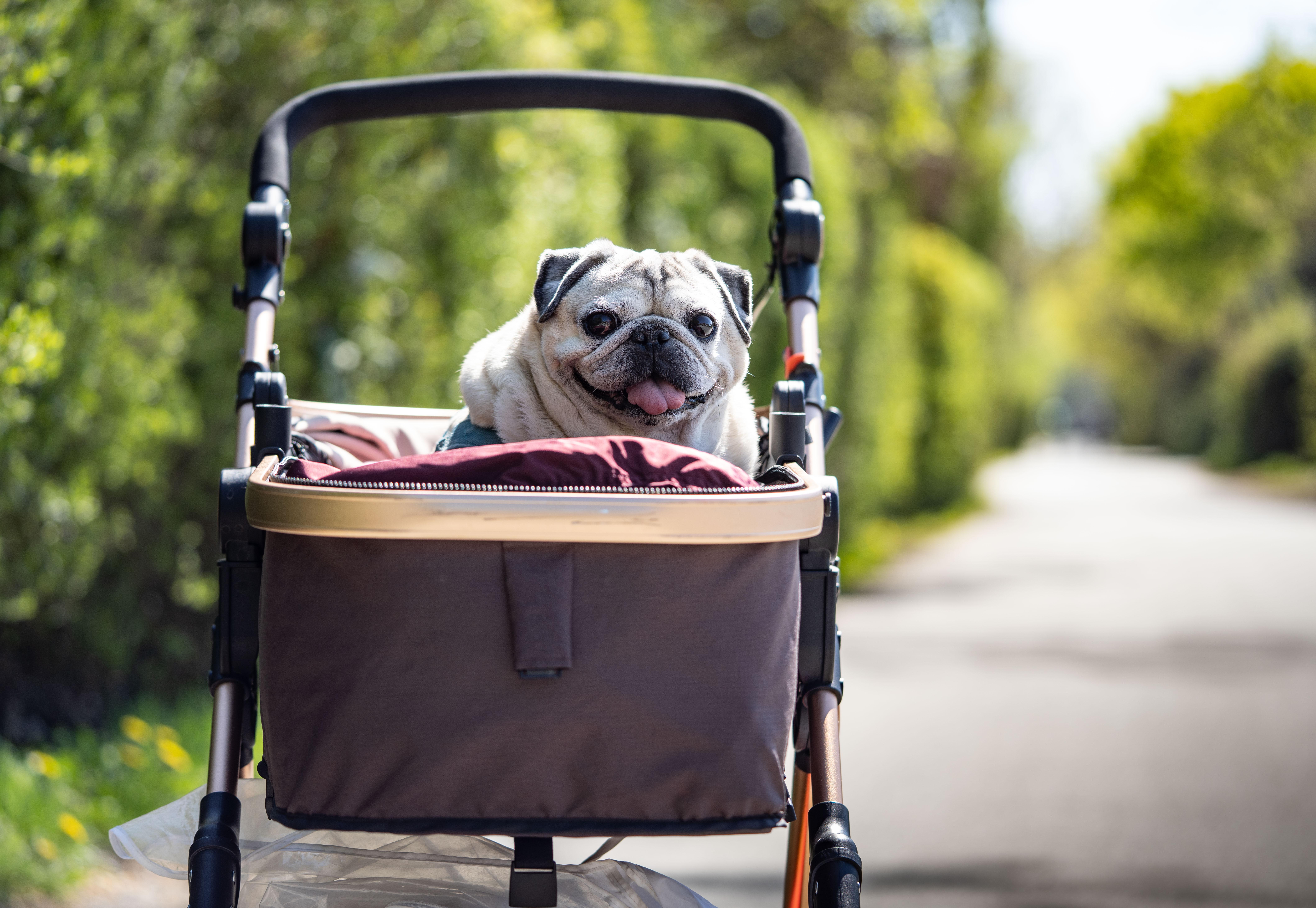 Lebenserwartung: 10 bis 15 Jahre Eigenschaften: Treue Begleiter im Alltag, kuscheln und toben gerne. Je nach Rasse geeignet für Familien. Brauchen viel Auslauf und sind teuer im Unterhalt. Vorsicht: Hunde haben unterschiedliche Charaktereigenschaften. Sie brauchen Erziehung und erfordern täglich mehrere Stunden Zeit. Kosten im Lauf des Lebens: 12.000 bis 35.000 Euro, hohe laufende Kosten für Futter, Steuer etc. Haltung: Brauchen viel Kontakt zu Menschen oder Artgenossen.  