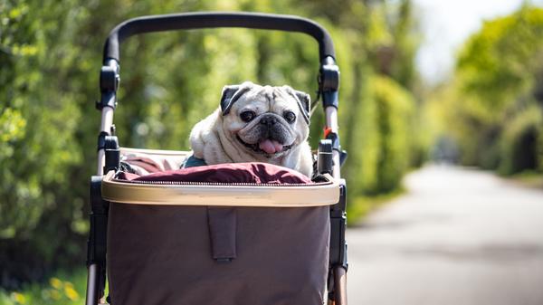 Lebenserwartung: 10 bis 15 Jahre Eigenschaften: Treue Begleiter im Alltag, kuscheln und toben gerne. Je nach Rasse geeignet für Familien. Brauchen viel Auslauf und sind teuer im Unterhalt. Vorsicht: Hunde haben unterschiedliche Charaktereigenschaften. Sie brauchen Erziehung und erfordern täglich mehrere Stunden Zeit. Kosten im Lauf des Lebens: 12.000 bis 35.000 Euro, hohe laufende Kosten für Futter, Steuer etc. Haltung: Brauchen viel Kontakt zu Menschen oder Artgenossen.