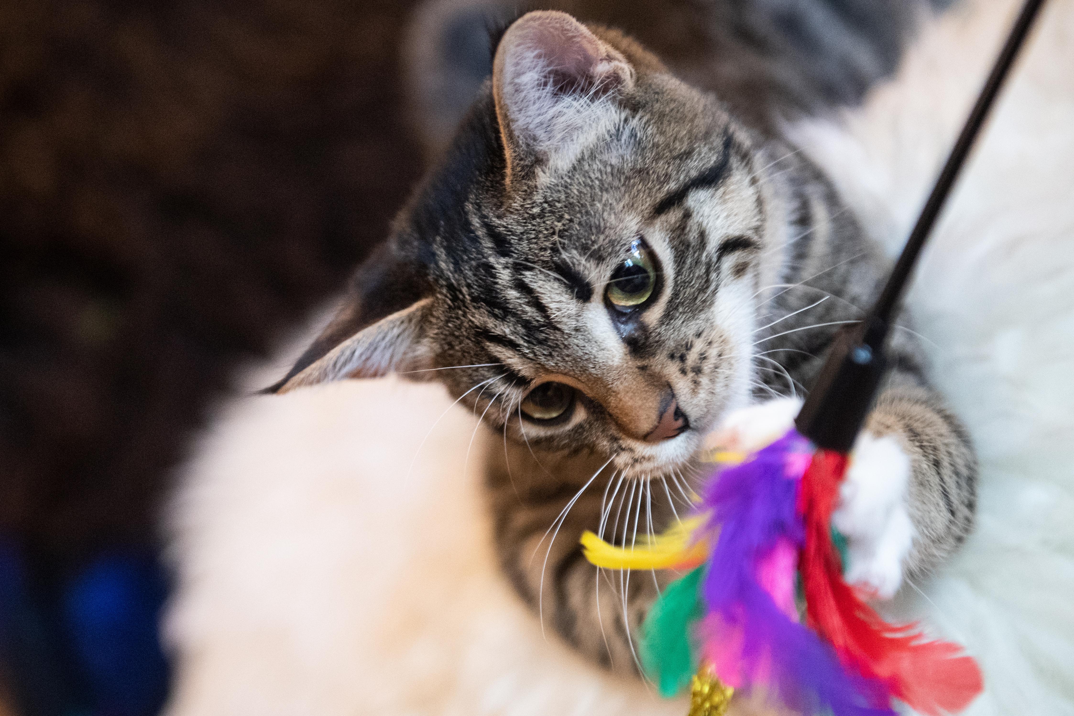 Lebenserwartung: 16 bis 20 Jahre Eigenschaften: Spielen gern und lassen sich streicheln, müssen nicht Gassi gehen, sind selbständig und erfordern weniger Zeit als Hunde. Vorsicht: Die meisten Katzen brauchen einen Artgenossen, Freigänger-Katzen haben ein höheres Verletzungsrisiko. Kosten im Lauf des Lebens: 12.000 bis 16.000 Euro (kosten monatlich weniger als Hunde, leben dafür aber länger) Haltung: Keine Einzelhaltung, brauchen genug Platz in der Wohnung.  