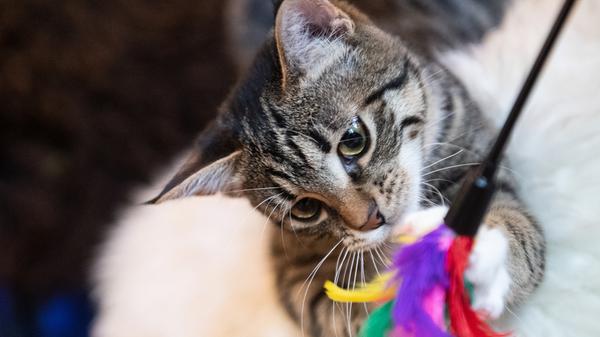 Lebenserwartung: 16 bis 20 Jahre Eigenschaften: Spielen gern und lassen sich streicheln, müssen nicht Gassi gehen, sind selbständig und erfordern weniger Zeit als Hunde. Vorsicht: Die meisten Katzen brauchen einen Artgenossen, Freigänger-Katzen haben ein höheres Verletzungsrisiko. Kosten im Lauf des Lebens: 12.000 bis 16.000 Euro (kosten monatlich weniger als Hunde, leben dafür aber länger) Haltung: Keine Einzelhaltung, brauchen genug Platz in der Wohnung.