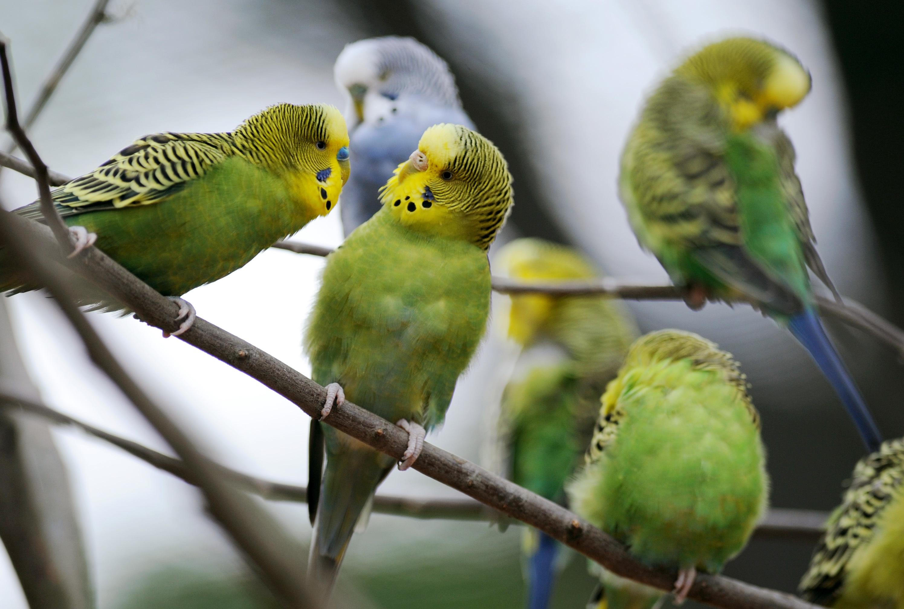 Lebenserwartung: 8 bis 12 Jahre Eigenschaften: Zwitschern, sind fröhlich, verspielt und zutraulich, manchmal sind sie aber auch laut und verschmutzen die Wohnung.  Vorsicht: Mindestens paarweise halten, fliegen in der Natur normalerweise viele Kilometer täglich. In der Wohnung brauchen sie Freiflug. Kosten im Lauf des Lebens: 1.000 bis 1.300 Euro  Haltung: Keine Einzelhaltung; Käfig (mind. 160 x 80 x 80cm) nur für die Nacht, tagsüber Freiflug oder große Voliere.