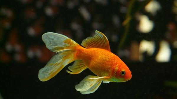 Lebenserwartung: 15 bis 25 Jahre Eigenschaften: Sehen schön aus, wirken beruhigend, machen keinen Lärm, erfordern wenig Zeit; können gut im Aquarium gehalten werden. Vorsicht: Mögen keine Erschütterungen oder Lärm; stellen Ansprüche an die Wasserqualität Kosten im Lauf des Lebens: circa 2.500 Euro (darin enthalten zum Beispiel Zubehör, Futter, Stromkosten für Pumpen sowie Wasserkosten) Haltung: Keine Einzelhaltung, Aquarium mindestens 100 cm lang und 20 bis 50 Liter Wasser pro Fisch.