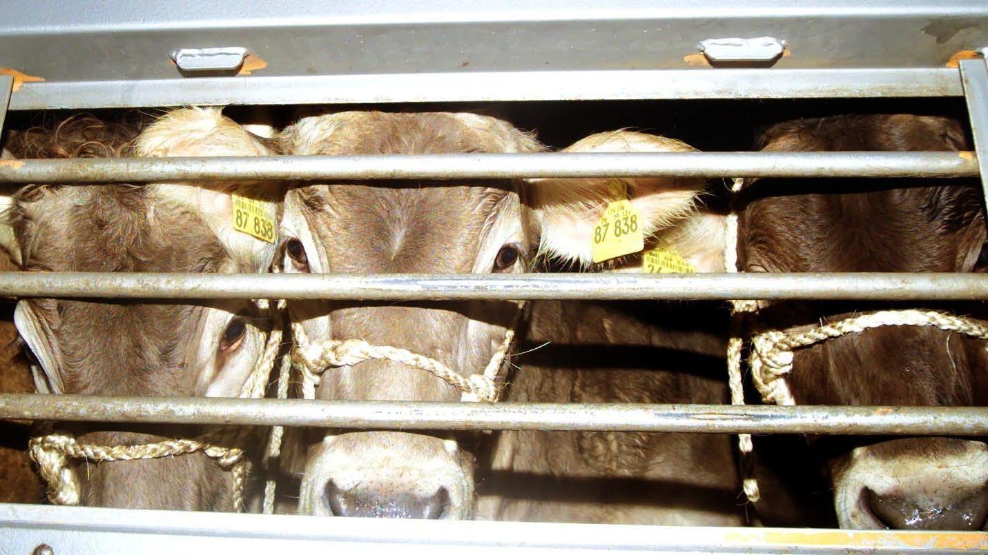 Rindertransport: Bayreuther Tiere kommen offenbar nicht nach Marokko