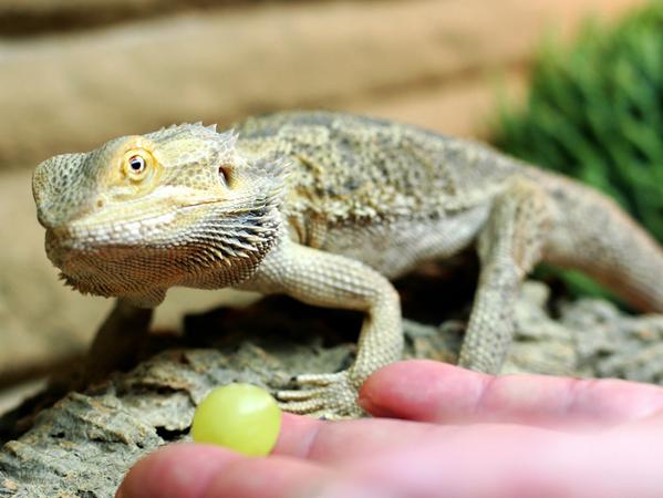 Exotisch und doch relativ pflegeleicht: Bartagamen sind weniger kompliziert zu versorgen als andere Reptilien