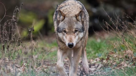Unterfranken: Mann gelingen seltene Aufnahmen von Wolf