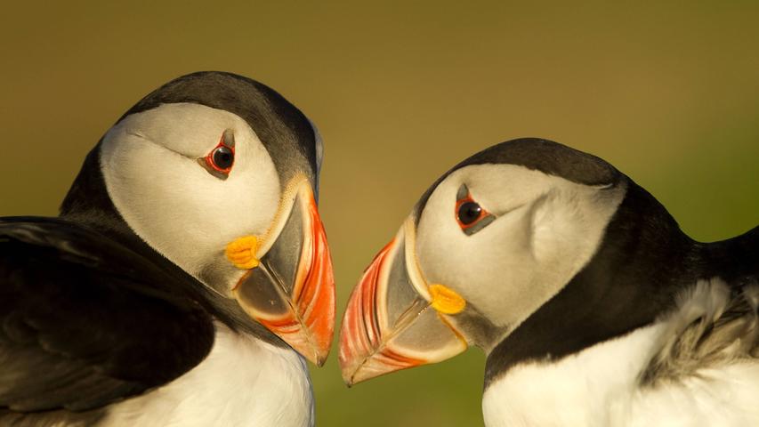 Harems und Zwangsehen: So verrückt ist das Liebesleben von Vögeln