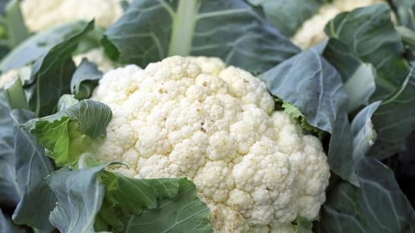 Blumenkohl enthält neben einer reichhaltigen Menge an Ballaststoffen auch eine Vielzahl an Vitaminen und Nährstoffen. Darunter auch eine hohe Menge des wichtigen Vitamin C. Außerdem haben Saison: Chinakohl, Rotkohl, Spitzkohl, Weißkohl und Wirsingkohl