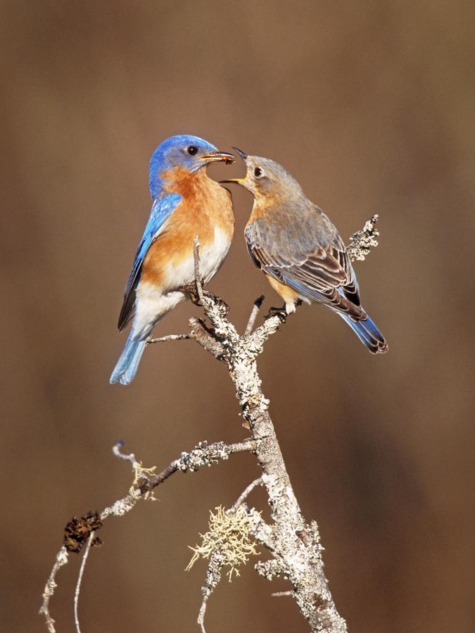 Auch bei Vögeln geht Liebe oft durch den Magen.
