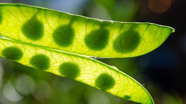 Neben Beta-Carotin haben Erbsen besonders viele B-Vitamine zu bieten und Vitamin C. Ebenso enthalten sie Magnesium, Eisen, Kalzium und Zink.
