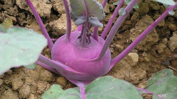 Die Knolle ist reich an den Vitaminen Niacin und Folsäure. Besonders hoch ist der Gehalt an Vitamin C. Die in den Blättern enthaltenen Carotinoide können in Vitamin A umgewandelt werden. Des Weiteren enthält Kohlrabi die Mineralstoffe Kalium, Kalzium, Magnesium und Eisen.