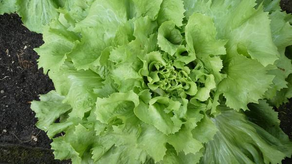 Der Endiviensalat enthält neben den Mineralstoffen Kalium, Kalzium und Eisen u.a. Vitamine der B-Gruppe und Vorstufen des Vitamin A. Außerdem haben im August Eissalat, Feldsalat, Kopfsalat, Rucola, Romana und Radiccio Saison.