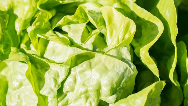 Der Kopfsalat ist in unserer Küche ein Dauerbrenner. Er hat kaum Kalorien, dafür aber Folsäure. Unter anderem enthält er auch Zitronen- und andere Säuren. Das sorgt für frischen Geschmack. Daneben kommen Vitamin C, Folsäure und Beta-Carotin, das Provitamin A, in ihm vor. Der Körper kann es in Vitamin A umwandeln, das zum Beispiel für das Sehen wichtig ist. Lange hält der Kopfsalat aber nicht frisch, deswegen solltest Du ihn fix als Garnitur oder Salat auf den Tisch bringen.