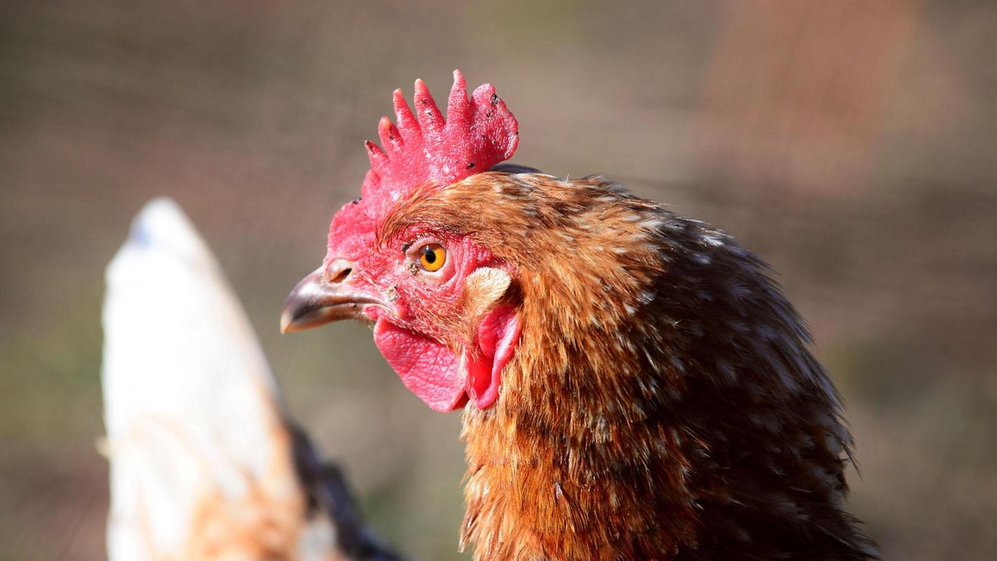 Tierisch große Nachfrage: Immer mehr Neumarkter halten Hühner im Garten
