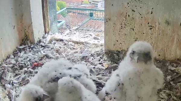Die Küken haben wohl die Kamera entdeckt - zumindest schaut das Vogeljunge so. Übrigens: Beim Falkennachwuchs handelt es sich um zwei männliche und zwei weibliche Tiere.