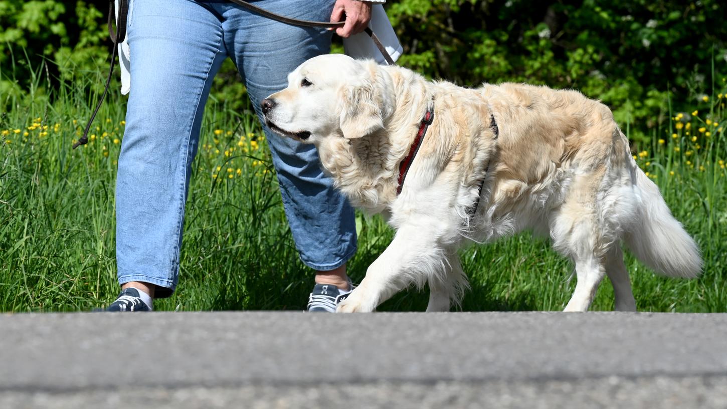 Hund verursacht Verkehrsunfall: Polizei bittet um Hinweise
