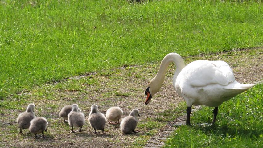 Kinderstube im Kurpark: Schwanenpaar hat sieben Küken