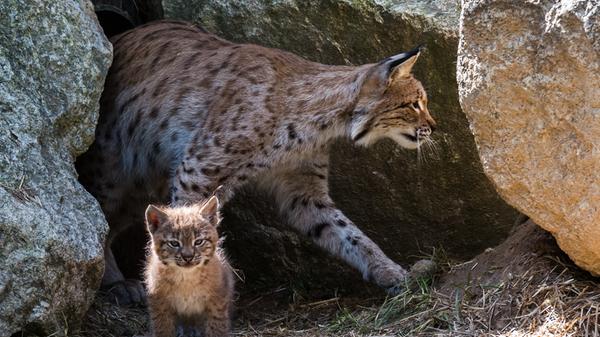 Der Wildpark Mehlmeisel hat täglich von 10 bis 18 Uhr geöffnet. Unter anderem gibt es dort Luchse wie auf dem Foto zu bestaunen - die kleinen Raubkatzen sind allerdings inzwischen erwachsen. Nichtsdestotrotz lohnt ein Besuch!