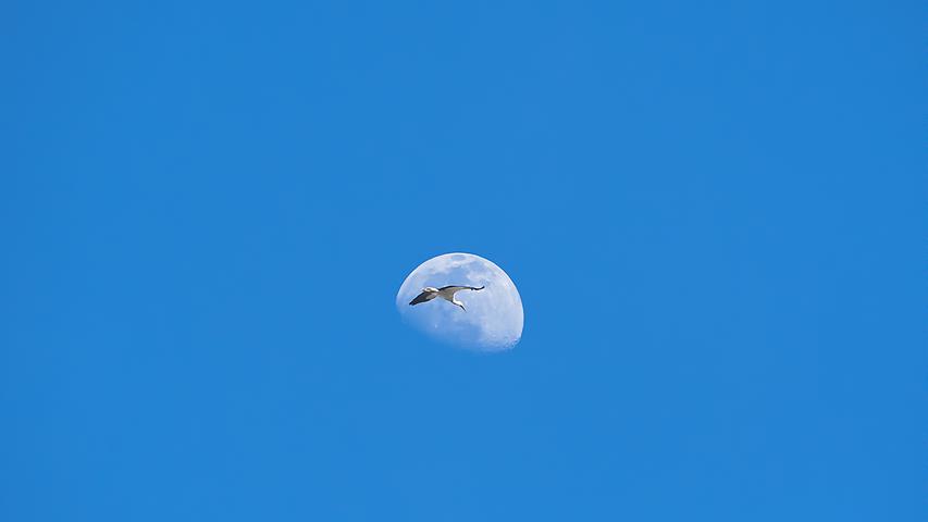 Storch vor Mond - sieht man auch nicht alle Tage. Aber Alexander Moroschan.
