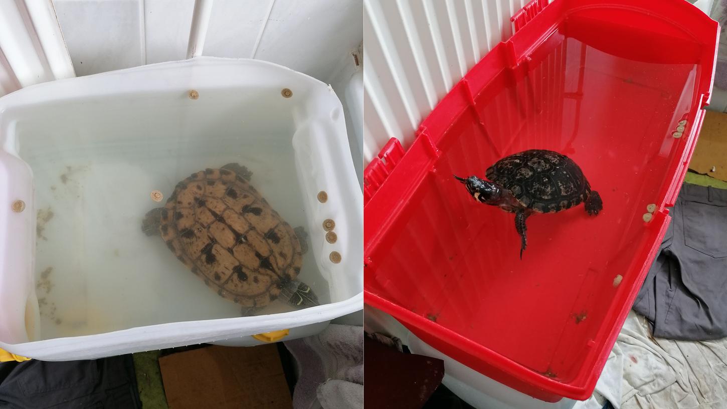 Regensburger hält große Schildkröten in Mini-Wannen