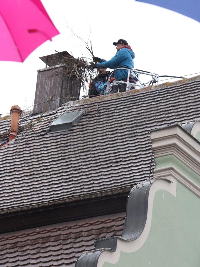 Schon mehrfach rückte die Feuerwehr Gunzenhausen in den vergangenen Wochen an, um der Stadt beim Entfernen – hier durch zwei Mitarbeiter – der Nester zu helfen.
Schon mehrfach rückte die Feuerwehr Gunzenhausen in den vergangenen Wochen an, um der Stadt beim Entfernen – hier durch zwei Mitarbeiter – der Nester zu helfen.