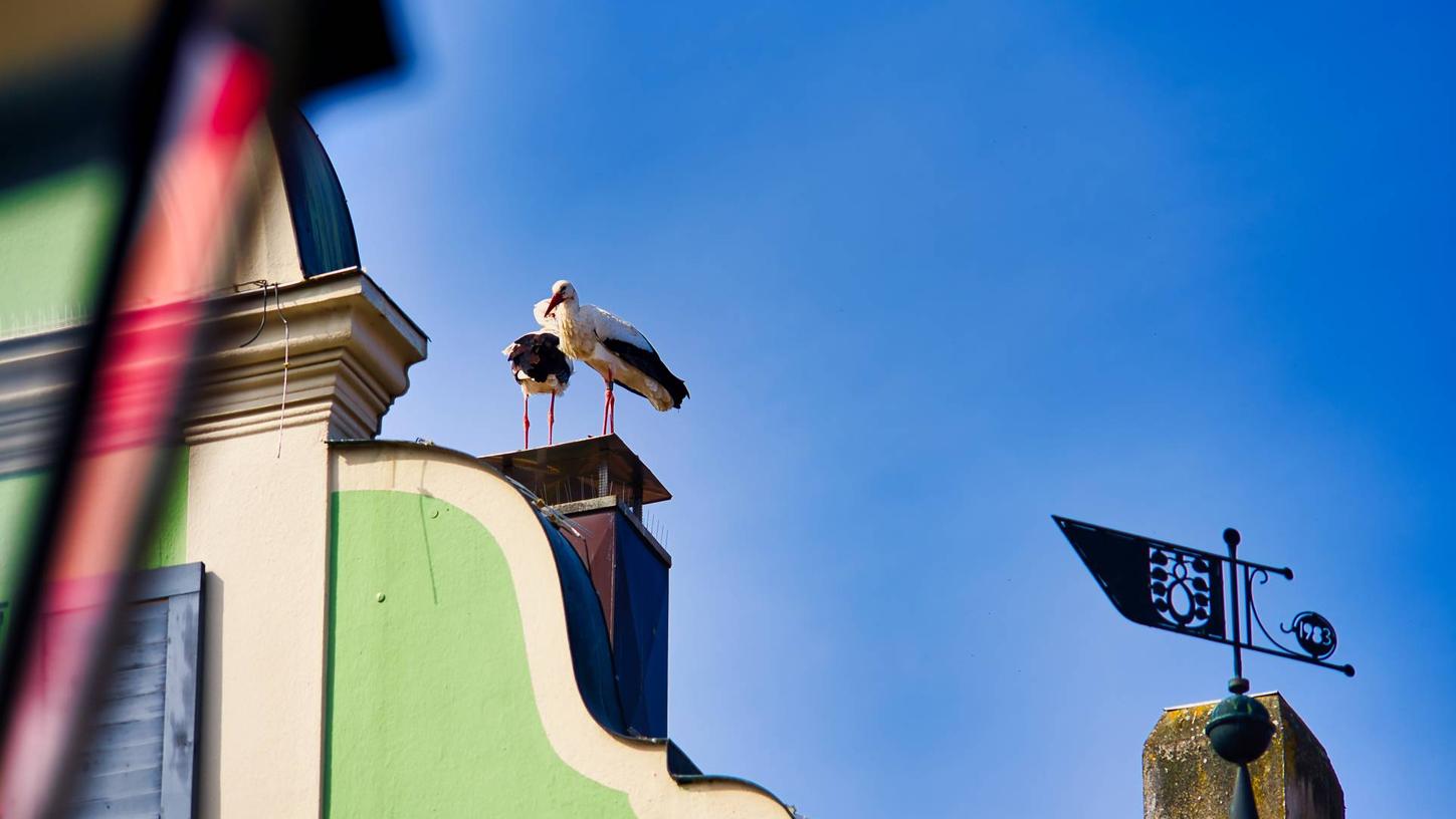 Auf diesem Schlot auf dem Hanselmann-Haus hat das Weißenstorchpaar zuletzt versucht, ein Nest zu bauen.
Auf diesem Schlot auf dem Hanselmann-Haus hat das Weißenstorchpaar zuletzt versucht, ein Nest zu bauen.