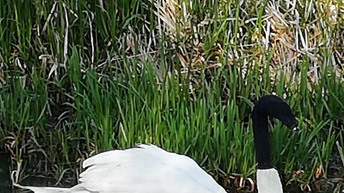 In der englischen Stadt Lincoln haben Unbekannte einem Schwan eine schwarze Socke über den Kopf gezogen. Dies hätte zum Tod des Tieres führen können.
In der englischen Stadt Lincoln haben Unbekannte einem Schwan eine schwarze Socke über den Kopf gezogen. Dies hätte zum Tod des Tieres führen können.