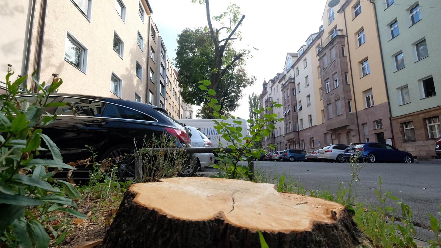 Sör muss wieder mehrere Bäume im Stadtgebiet fällen, plant aber Neupflanzungen, falls möglich. Hier ist Baumstumpf in der Uhlandstraße zu sehen. 