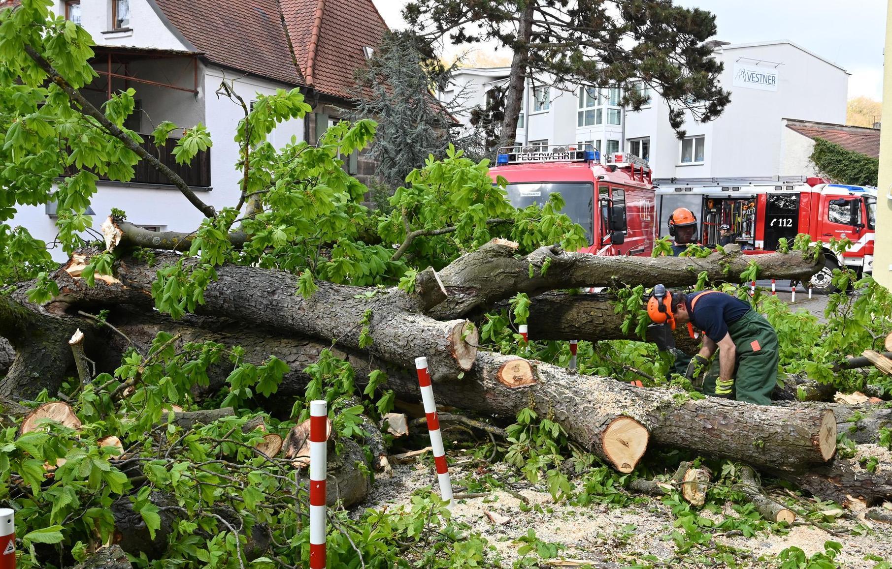 Kastanie hielt Unwetter in Erlangen nicht stand