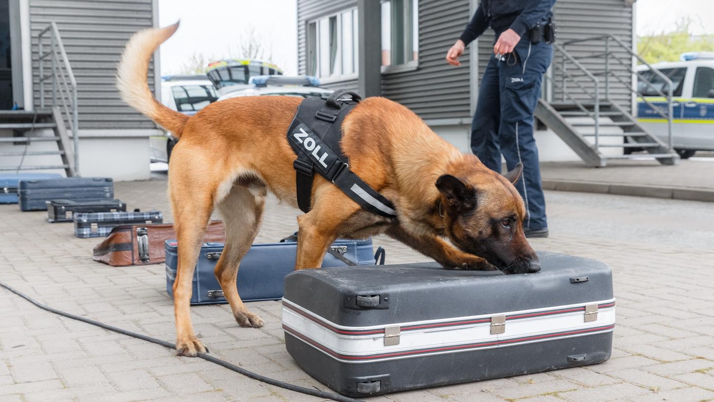 Der Zoll am Flughafen findet im Gepäck von Reisenden vor allem aus Drittstaaten immer wieder verbotene Gegenstände: Drogen, Waffen, Tiere, die unter Artenschutz stehen. Spürhunde helfen den Beamten bei der Suche.
Der Zoll am Flughafen findet im Gepäck von Reisenden vor allem aus Drittstaaten immer wieder verbotene Gegenstände: Drogen, Waffen, Tiere, die unter Artenschutz stehen. Spürhunde helfen den Beamten bei der Suche.