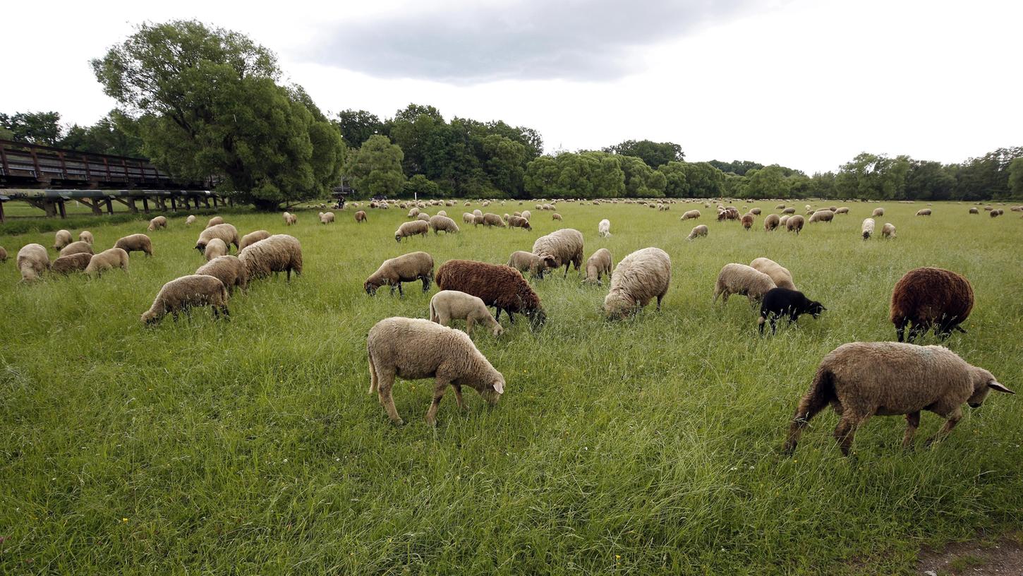 im Pegnitztal-Ost fühlen sich nicht nur Schafe wohl, sondern auch viele seltene Arten. Deswegen wurde es zum Naturschutzgebiet erhoben. im Pegnitztal-Ost fühlen sich nicht nur Schafe wohl, sondern auch viele seltene Arten. Deswegen wurde es zum Naturschutzgebiet erhoben.