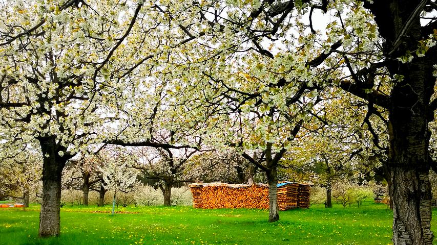 Was in Japan quasi Kult ist, entzückt auch die Menschen in Franken: Besonders schön ist die Pracht der Kirschblüten zu Beginn der Woche in Kalchreuth zu bestaunen gewesen. 