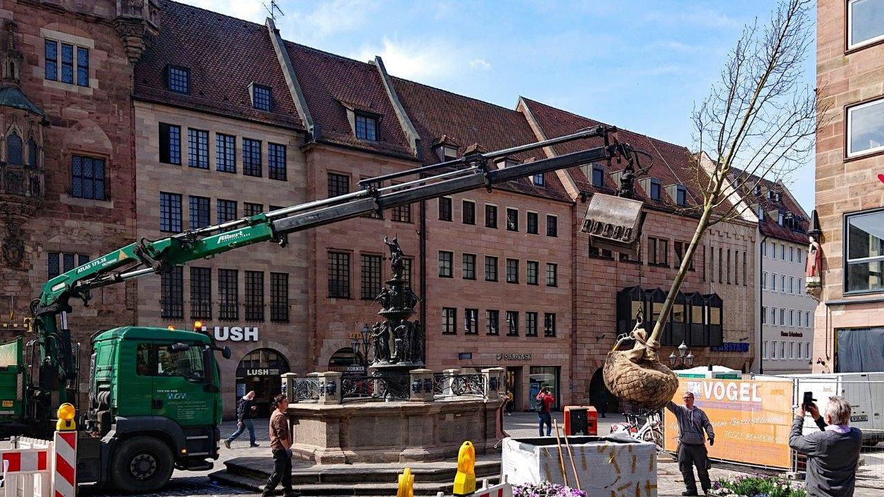 Jüngste Pflanzaktion: An der Lorenzkirche wurden Bäume in großen Kübeln aufgestellt - wegen der darunterliegenden U-Bahn können sie hier nicht ins Erdreich gesetzt werden.