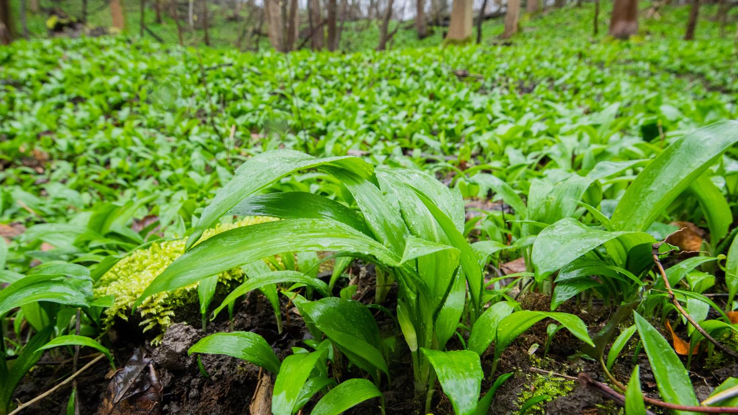 Bärlauch wird oft mit der giftigen Herbstzeitlosen verwechselt, deren Blätter sehr ähnlich aussehen.
Bärlauch wird oft mit der giftigen Herbstzeitlosen verwechselt, deren Blätter sehr ähnlich aussehen.