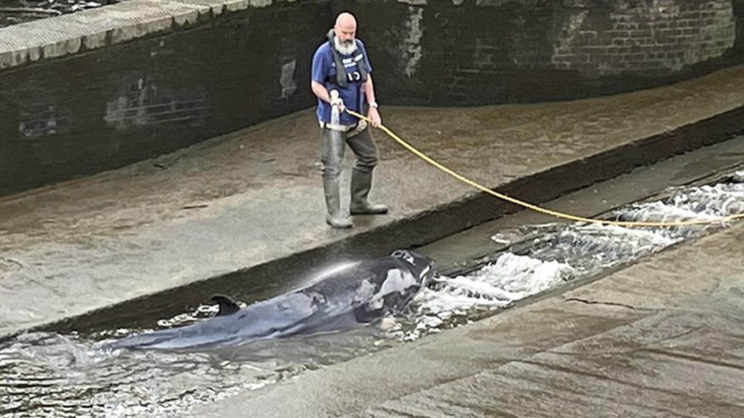 Das Foto zeigt den Wal, der in einer Themse-Schleuse von einem Mann mit Hilfe eines Wasserschlauchs nass gehalten wird.