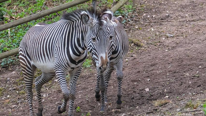 Die beiden Grevy-Zebras im Nürnberger Tiergarten fließen dank ihres Musters effektvoll ineinander.