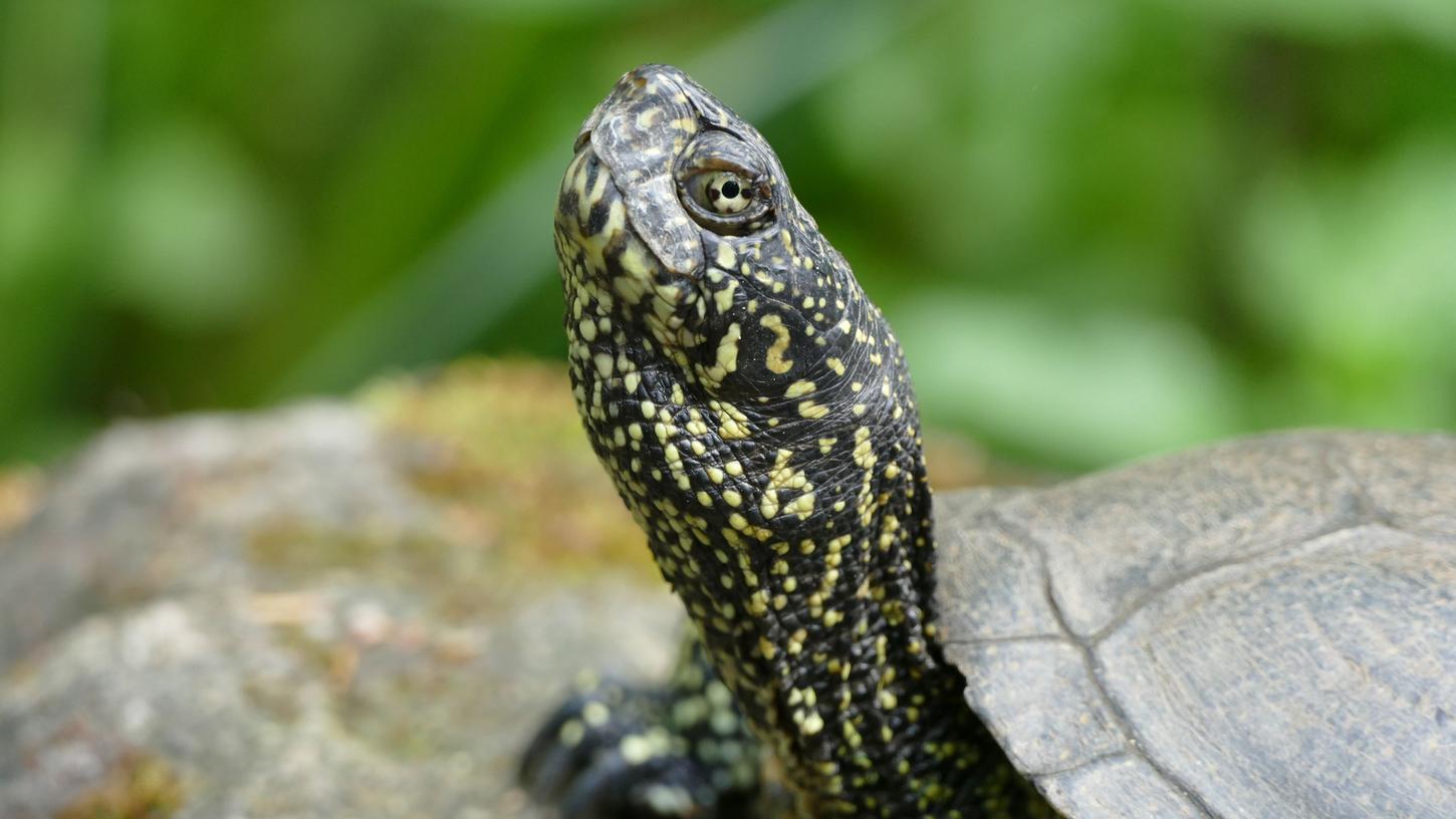 In Deutschland nahezu ausgerottet, im Nürnberger Tiergarten in Sicherheit: eine europäische Sumpfschildkröte.
In Deutschland nahezu ausgerottet, im Nürnberger Tiergarten in Sicherheit: eine europäische Sumpfschildkröte.