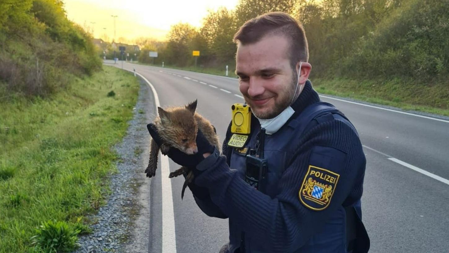 Polizist rettet hilflosen Fuchswelpen von Straße in Unterfranken