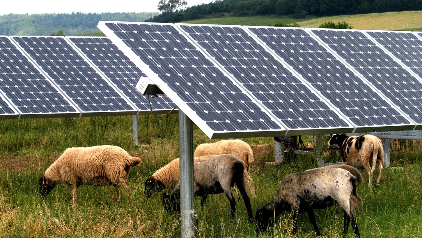 Unweit der A3 bei Granswang (Gemeinde Hohenfels) riss ein Lupus auf dem Gelände einer Solaranlage vier trächtige Weibchen und verletzte ein fünftes so schwer, dass es den Gnadenschuss erhielt.
Unweit der A3 bei Granswang (Gemeinde Hohenfels) riss ein Lupus auf dem Gelände einer Solaranlage vier trächtige Weibchen und verletzte ein fünftes so schwer, dass es den Gnadenschuss erhielt.