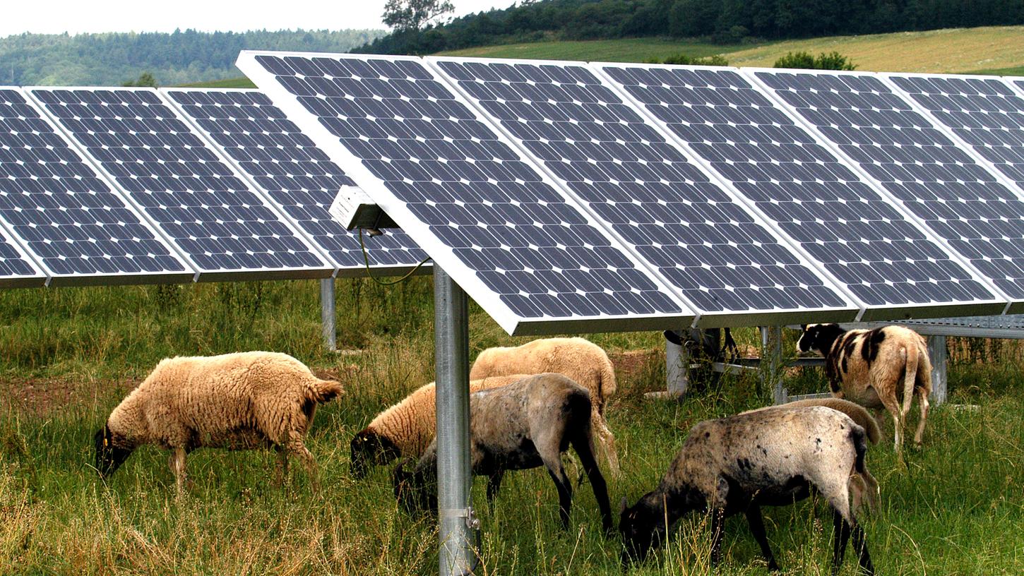 Unweit der A3 bei Granswang (Gemeinde Hohenfels) riss ein Lupus auf dem Gelände einer Solaranlage vier trächtige Weibchen und verletzte ein fünftes so schwer, dass es den Gnadenschuss erhielt.