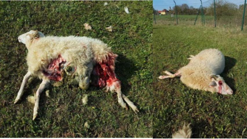 Zwei der vier bei Granswang getöteten Schafe: Der Anblick nach einer Wolfsattacke ist fast immer schockierend. Zwei der vier bei Granswang getöteten Schafe: Der Anblick nach einer Wolfsattacke ist fast immer schockierend.