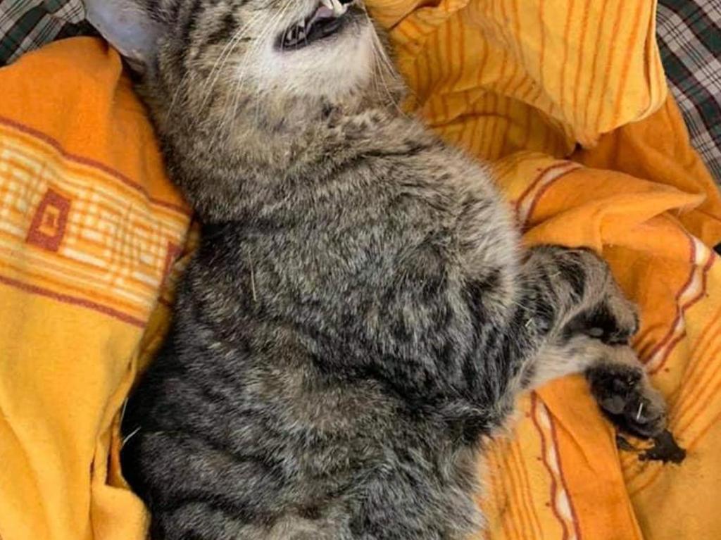 weissenburg wurden tierheim katzen vergiftet weissenburg treuchtlingen nordbayern de