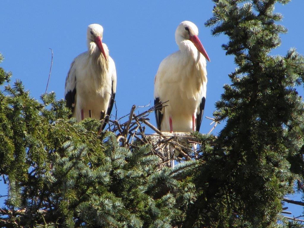 Störche bauen ein Nest in der Hahnenkammstraße
