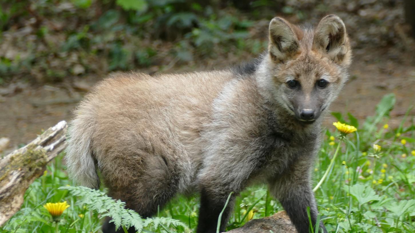 Mähnenwolf-Nachwuchs Nardi erkundet jetzt sein Gehege im Tiergarten Nürnberg.
Mähnenwolf-Nachwuchs Nardi erkundet jetzt sein Gehege im Tiergarten Nürnberg.