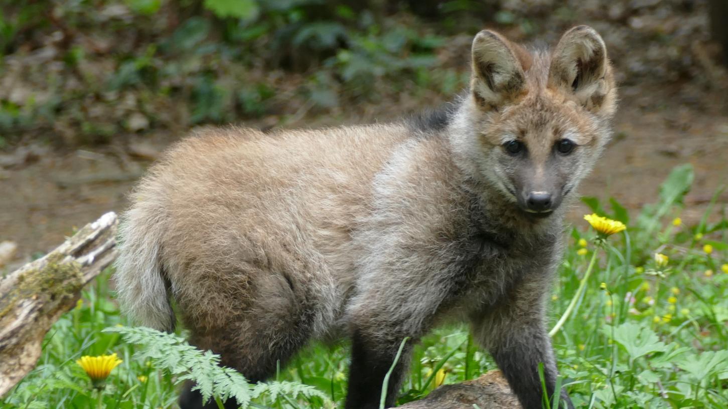 Mähnenwolf-Nachwuchs Nardi erkundet jetzt sein Gehege im Tiergarten Nürnberg. 