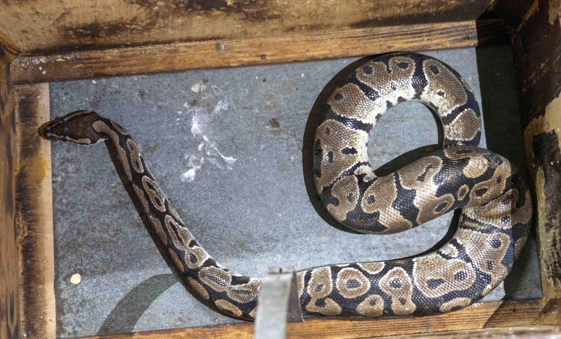 Mit dieser Königspython hatte es die Fürther Feuerwehr Mitte Mai zu tun. Die eineinhalb Meter lange Schlange war erst im Stadtwald ausgesetzt worden und ist dann in der Wohnung der Finderin ausgebüxt. 