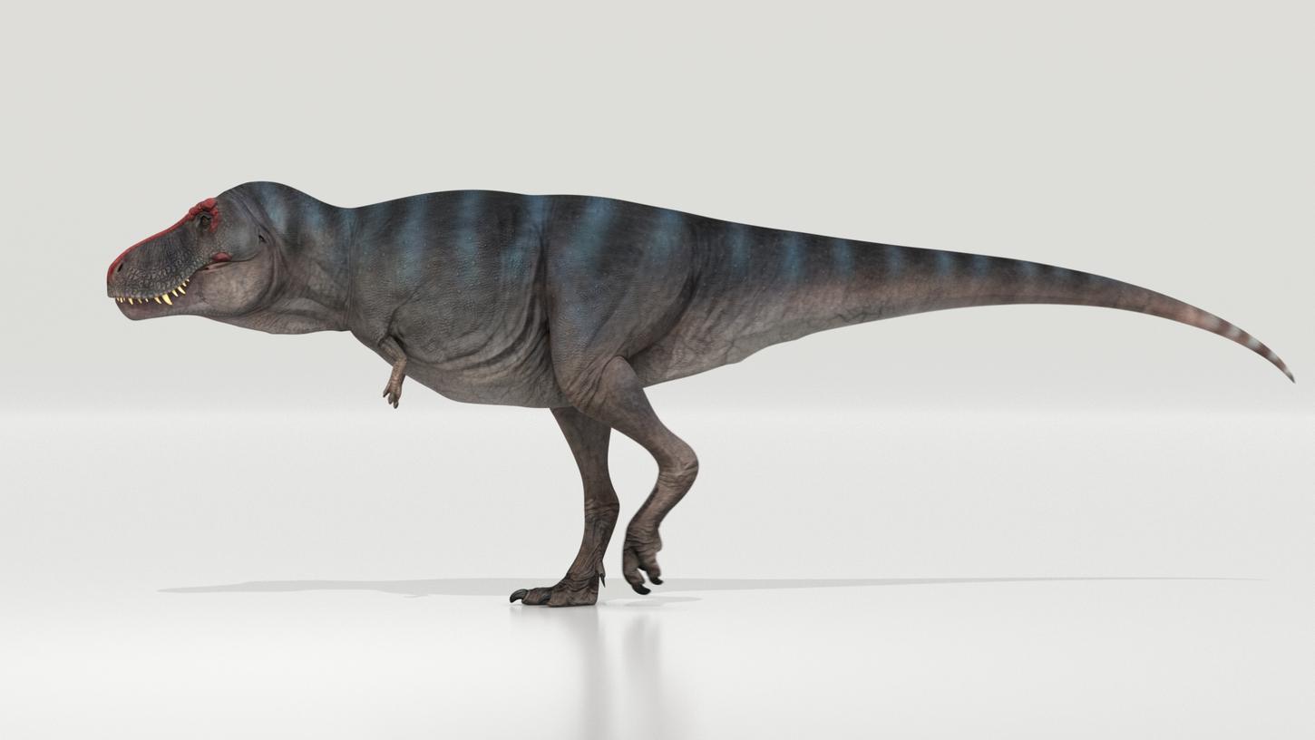 Der Tyrannosaurus rex war ein furchterregender Jäger, aber beim Gehen war der Dinosaurier wohl eher gemächlich unterwegs. 